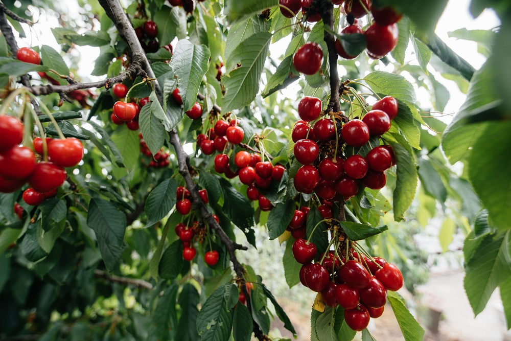 Il protocollo d'intesa per la tutela e la promozione dei prodotti cerasicoli