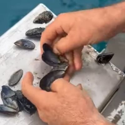 cozze